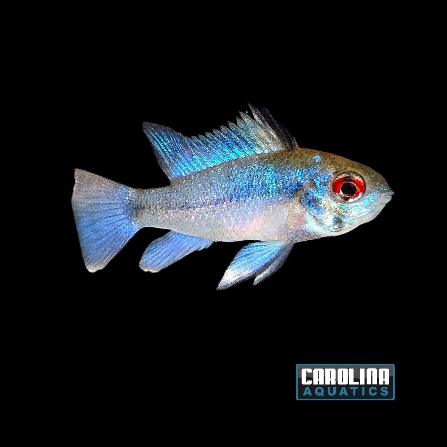 Cichlid - Ram Electric Blue