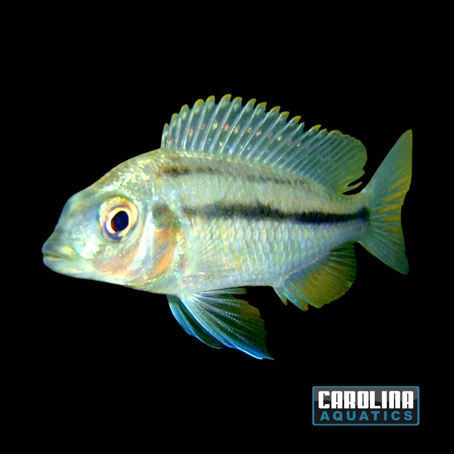 African - Chilotilapia Rhoadesii 2.5-3in