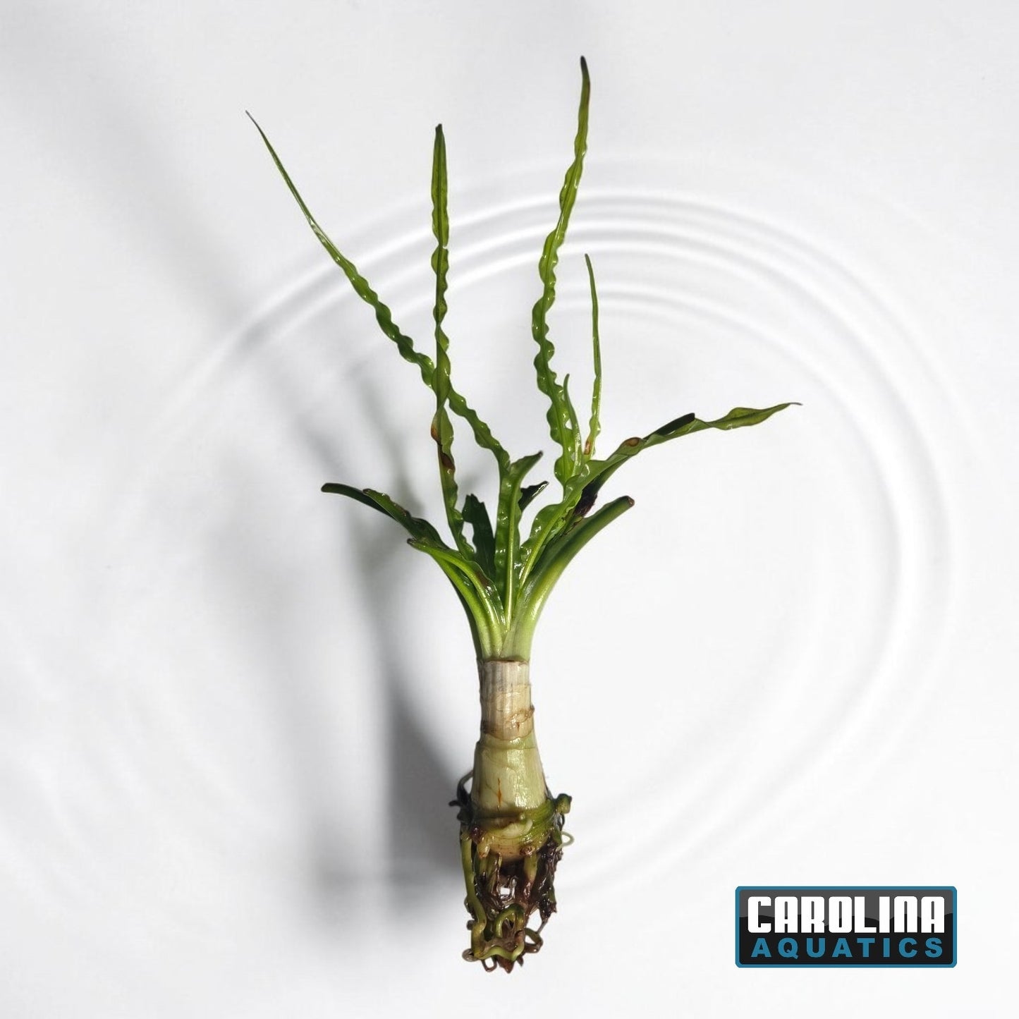 Crinum Calamistratum