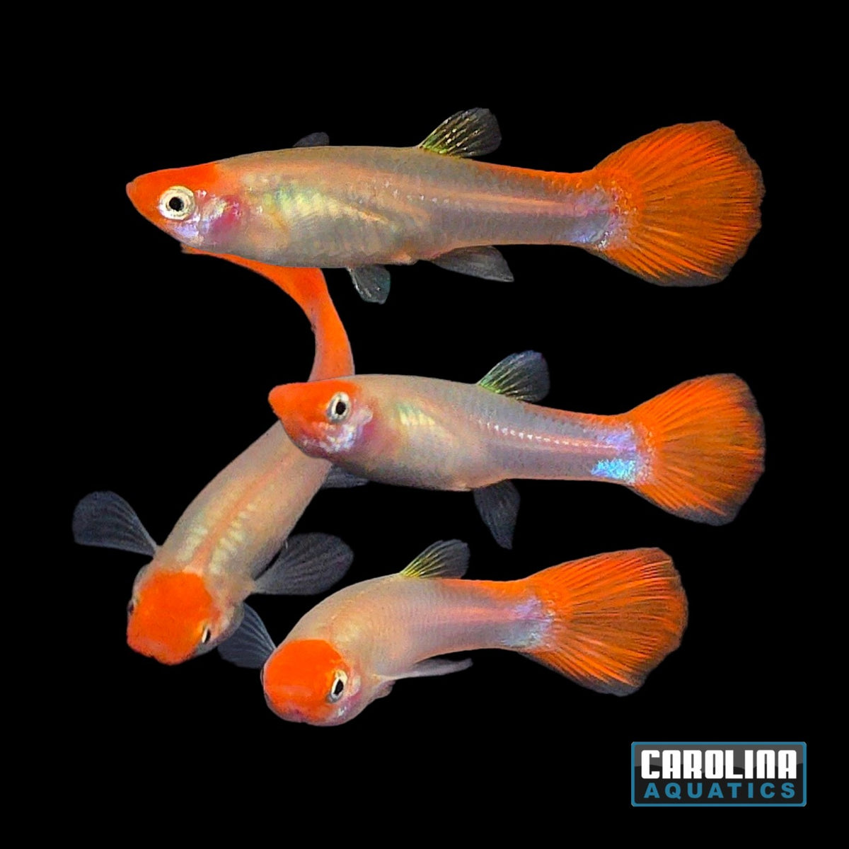Guppy - Miracle Koi Red Female