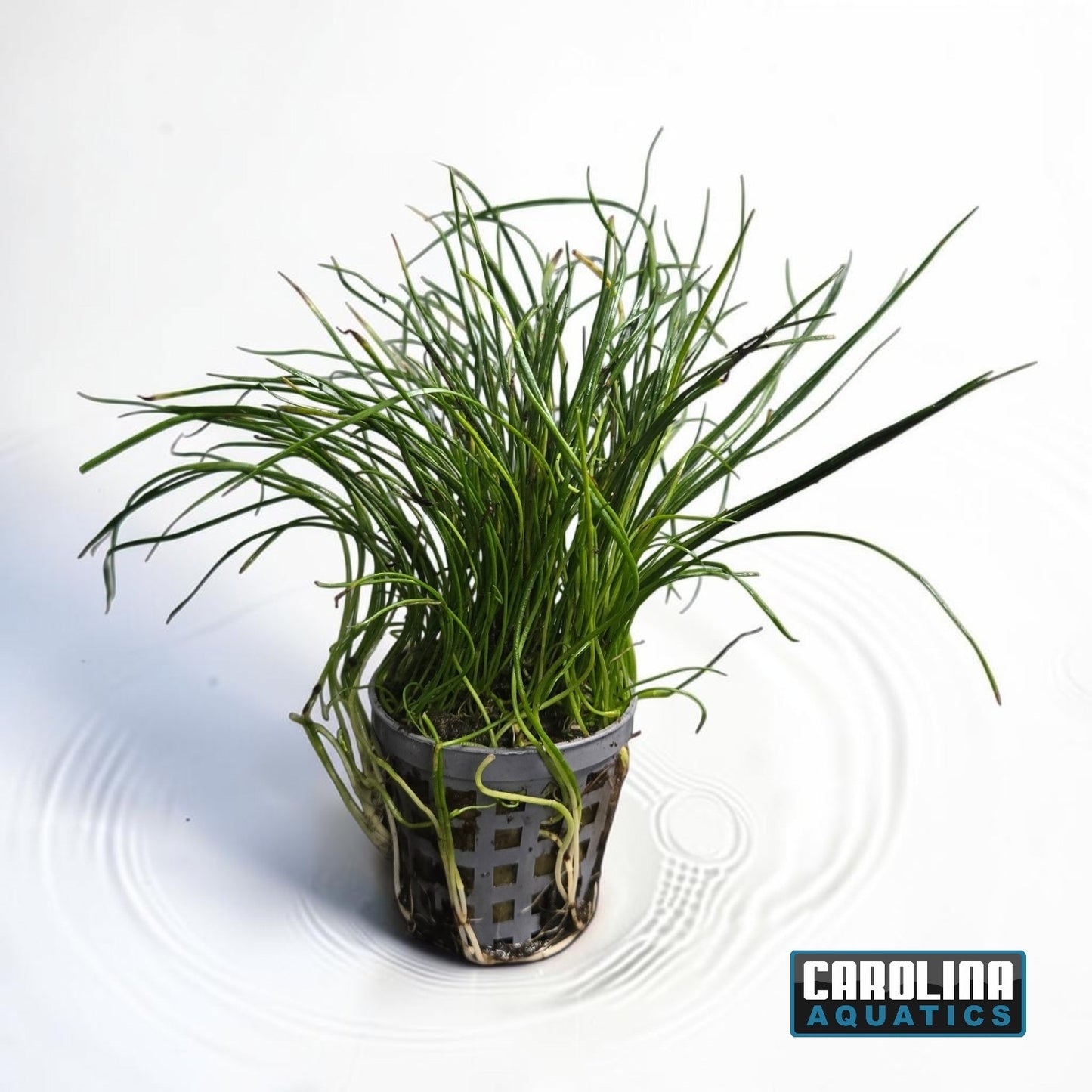 Sword Micro Narrow Leaf Potted
