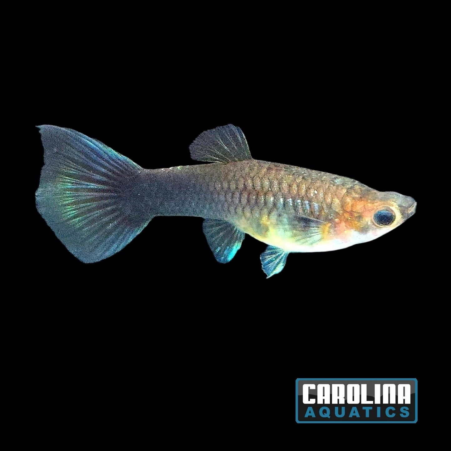 Guppy - Blue Delta Female