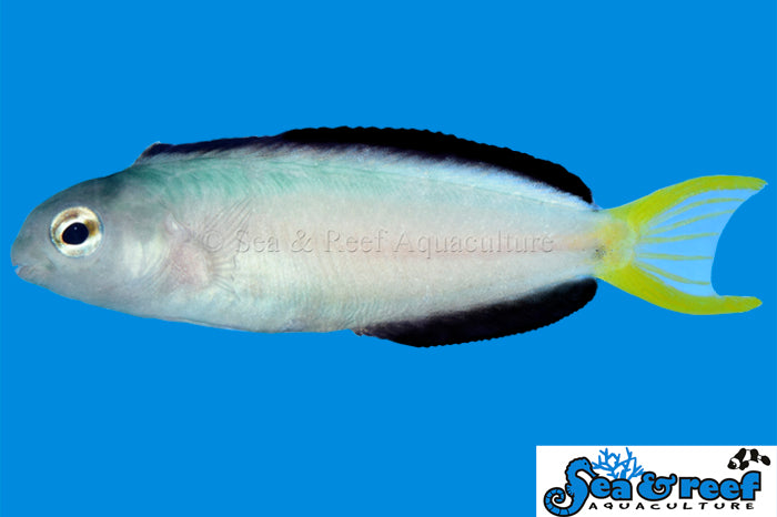 Blenny - Harptail T.R.
