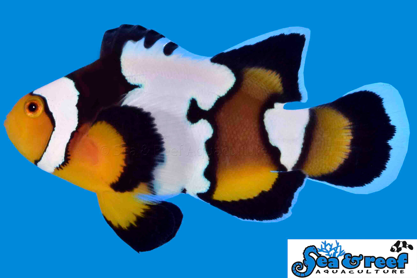 Clown - Longfin Onyx Snow