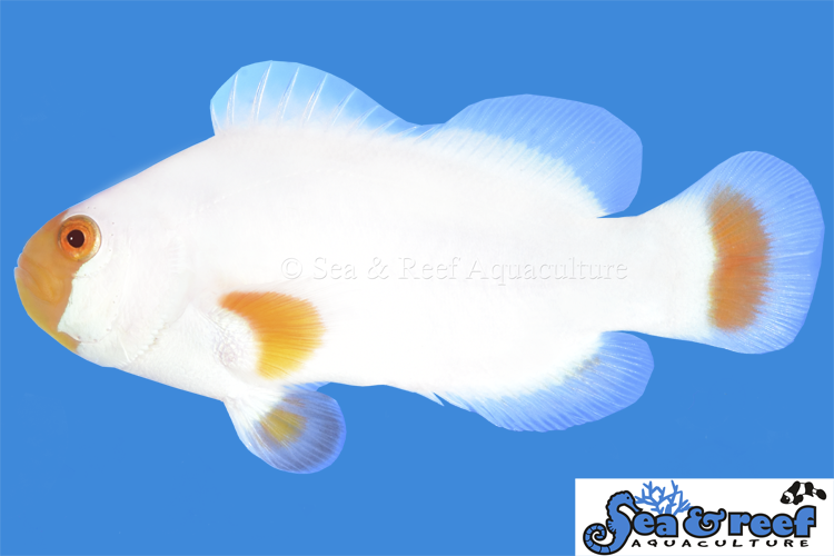Clown - Tangerine Marine Blizzard