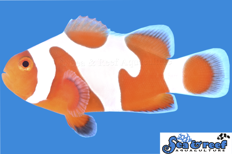 Clown - Tangerine Davinci Grade A