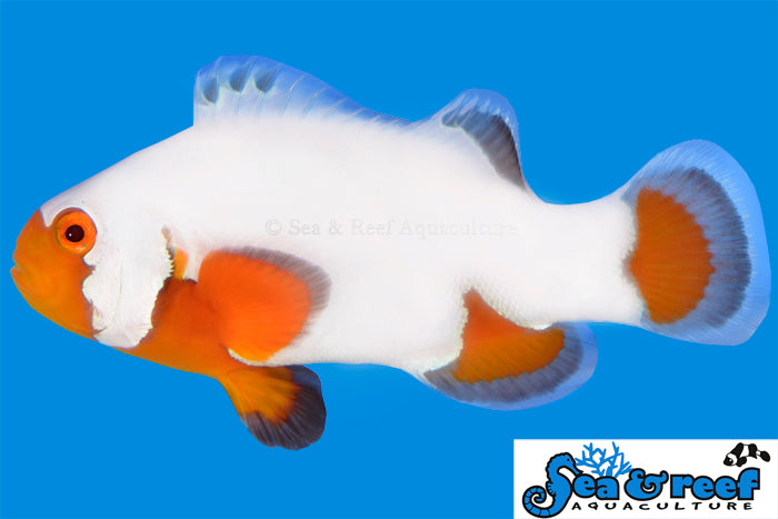 Clown - Tangerine Ultra Snowflake