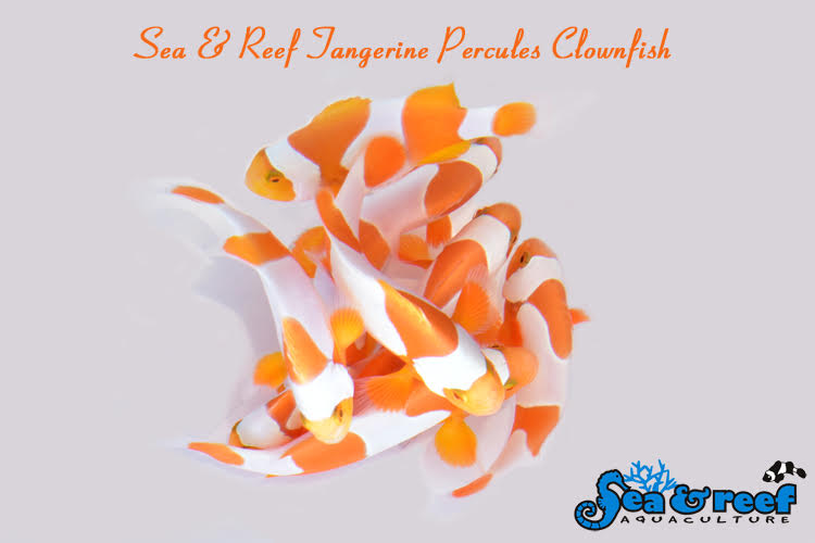 Clown - Tangerine Percules