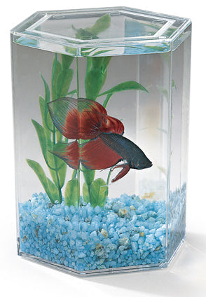 Betta Keeper
