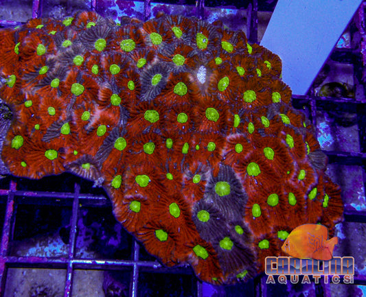 Australian - Favites War Coral Sm