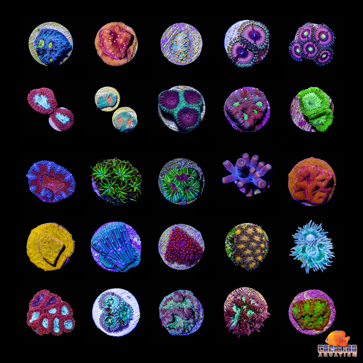 Frag - Pack 25 lot