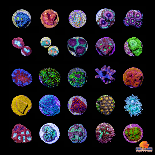 Frag - Pack 25 lot