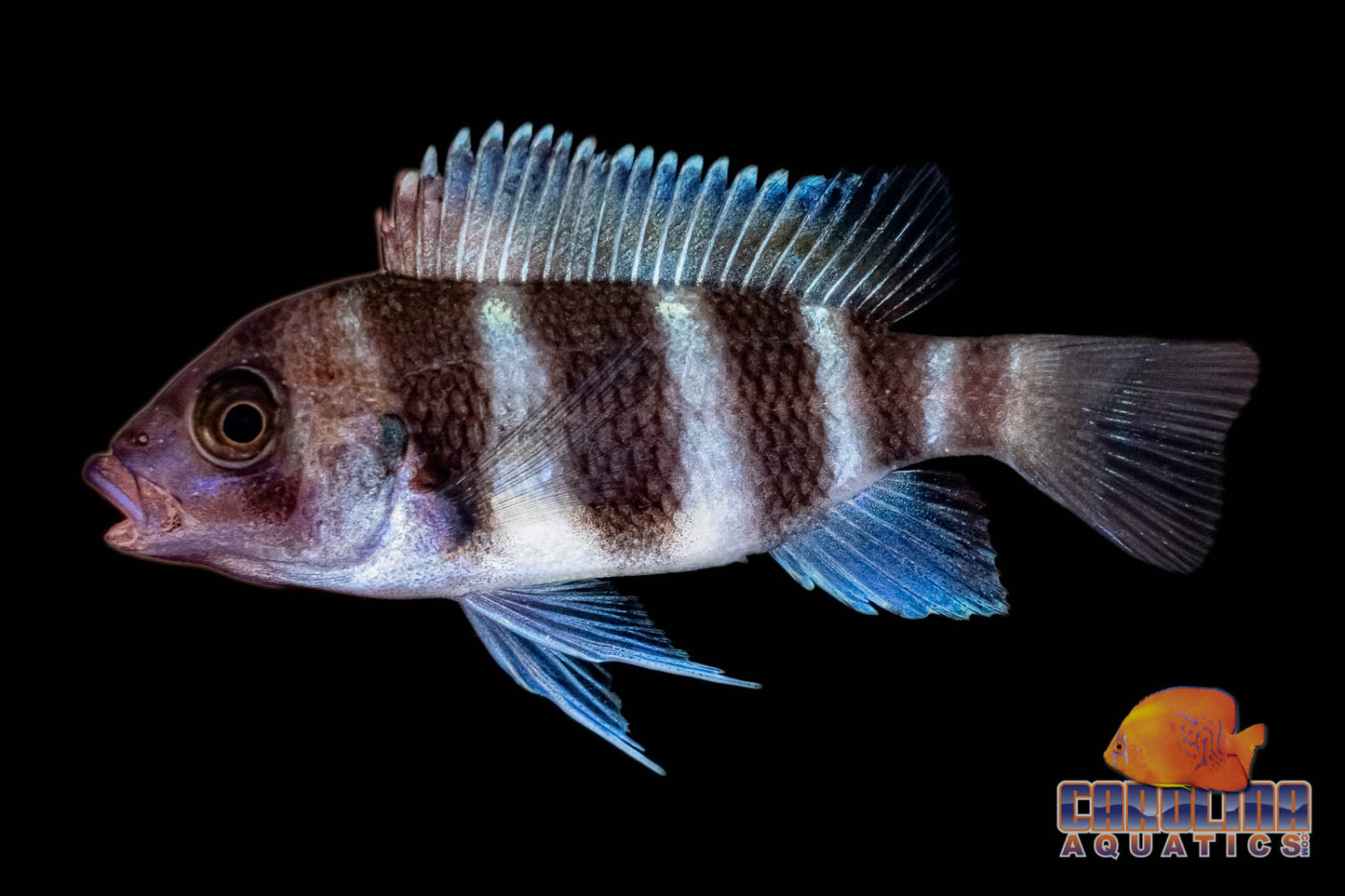 African - Frontosa 2.5-3in.