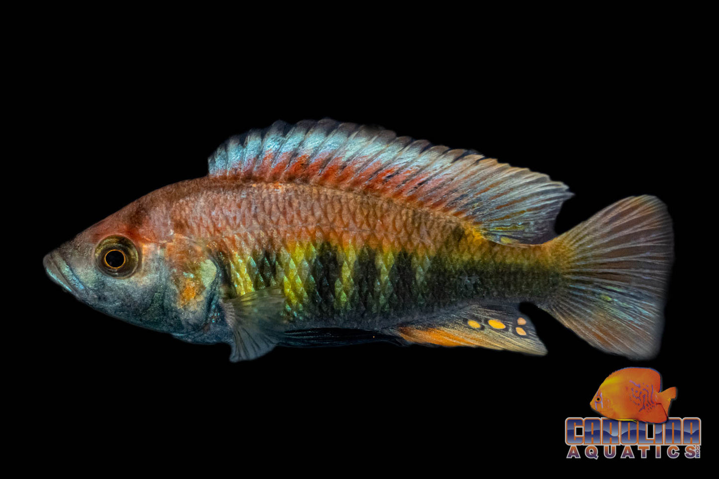 African - Nyererei Red 4in