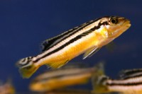 African - Auratus