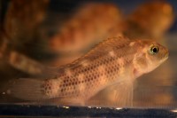 African - Buffalo Head Med