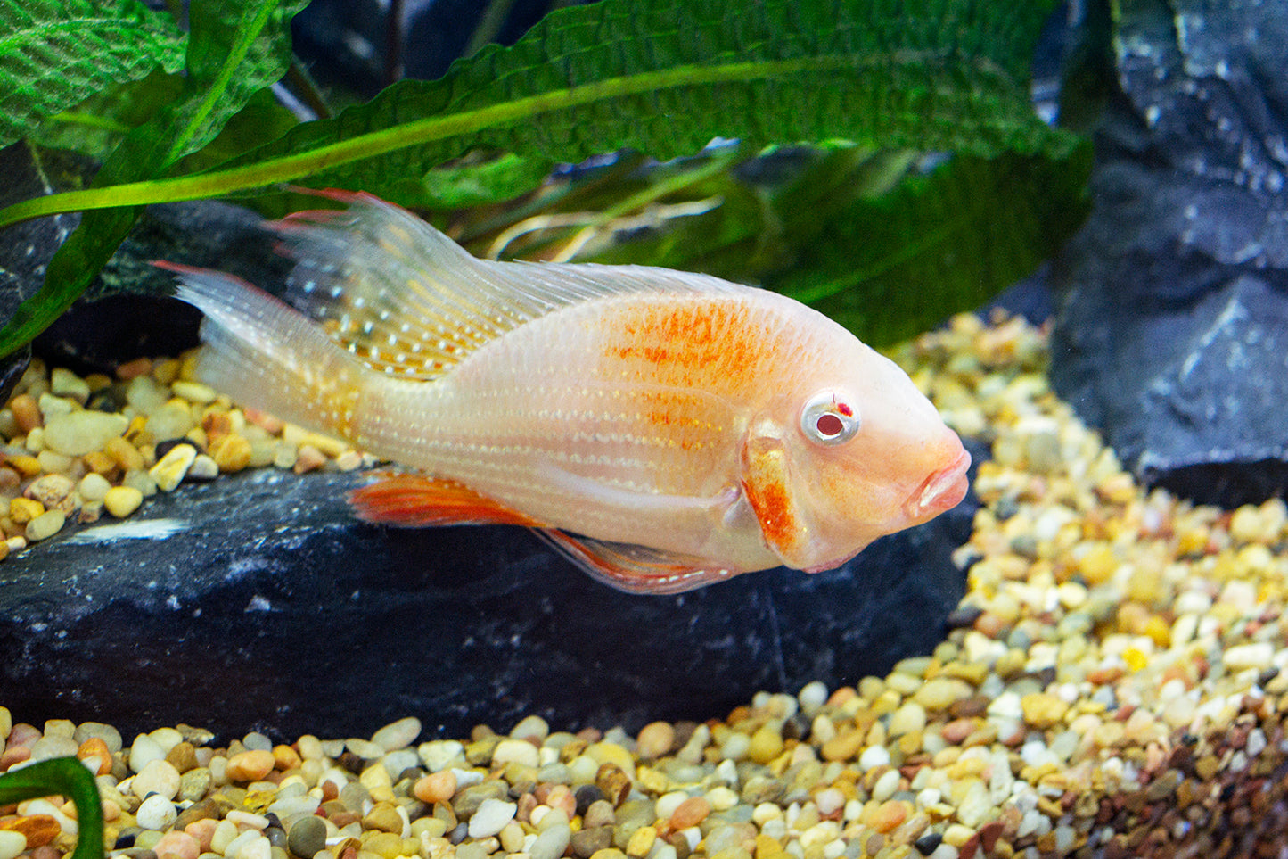 Cichlid - Heckelii Albino 1.5in