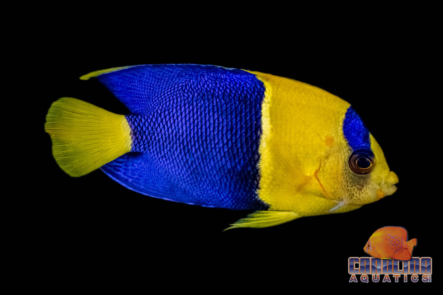 Angel - Bicolor Md
