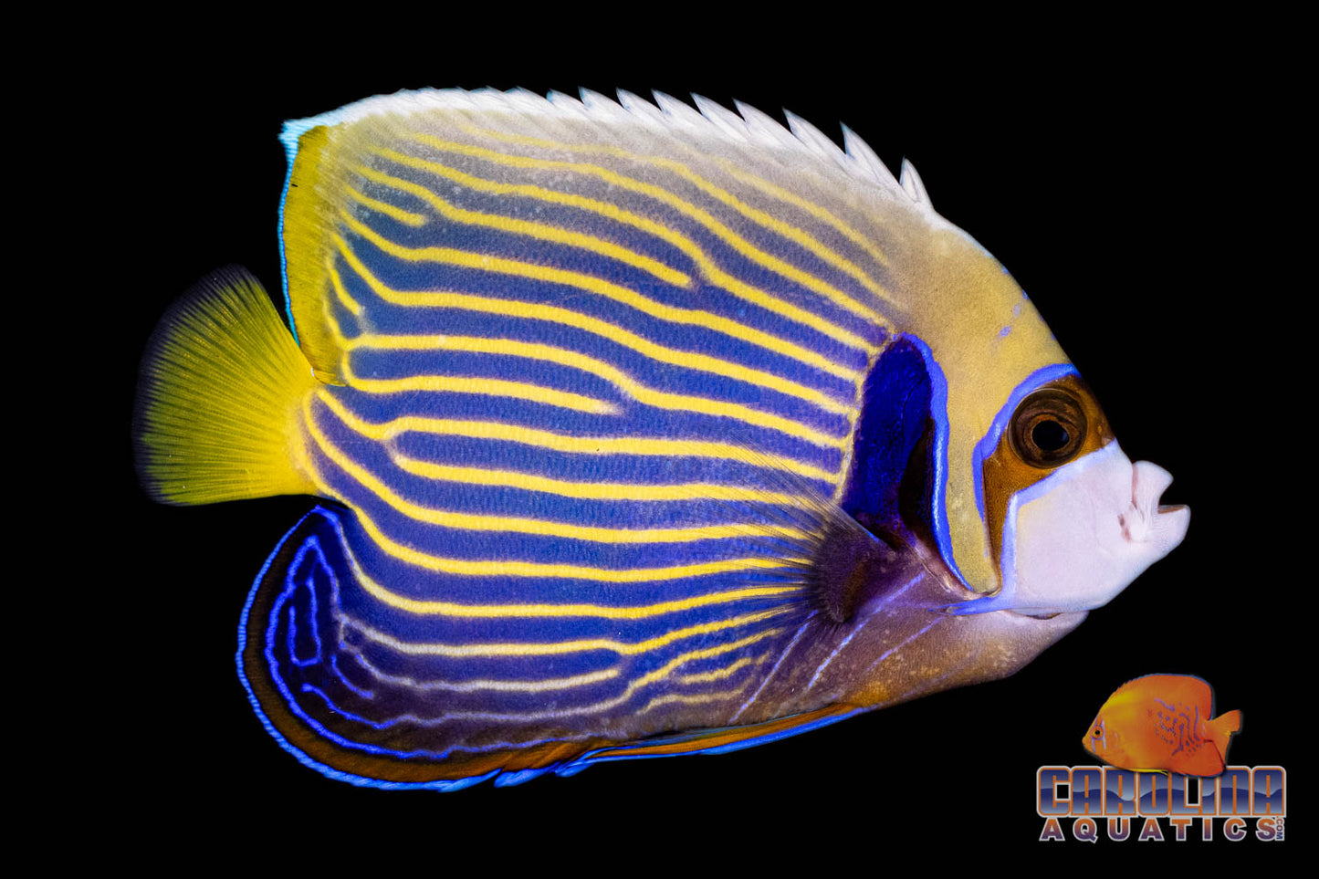 Angel - Emperor Adult Md/Lg