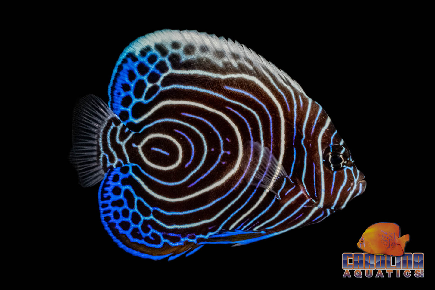 Angel - Emperor Juv Md