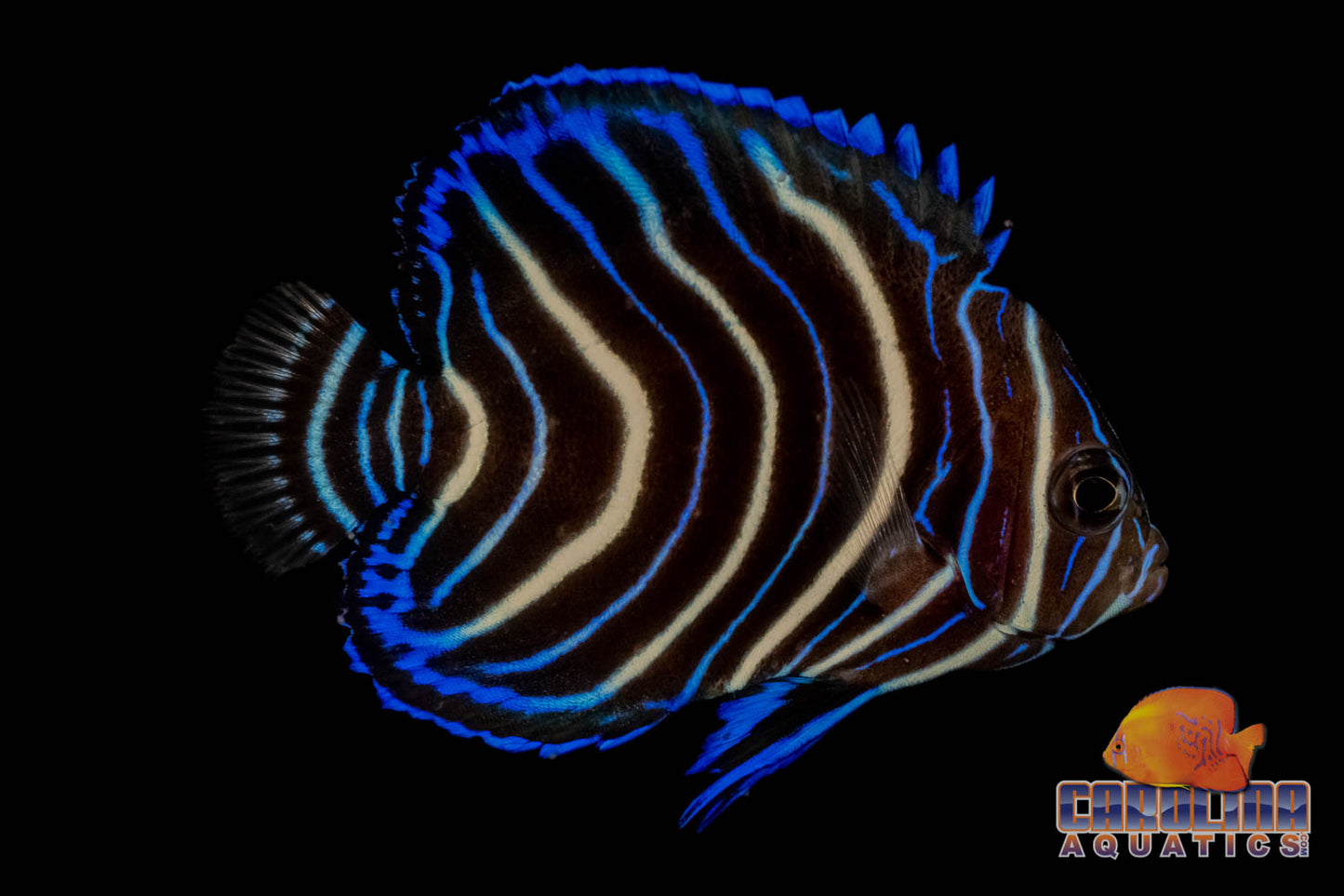 Angel - Koran Juv Med