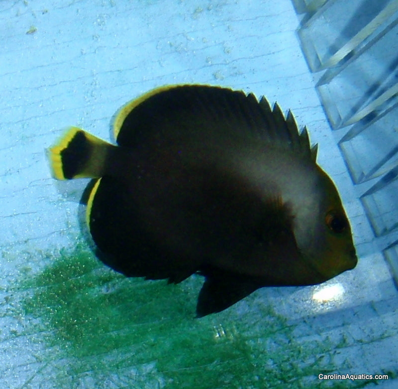 Angel - Poma Grey Lg