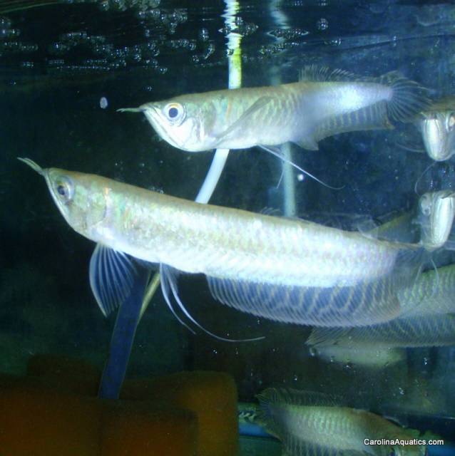 Misc - Arowana Silver Sm 2-2.5in