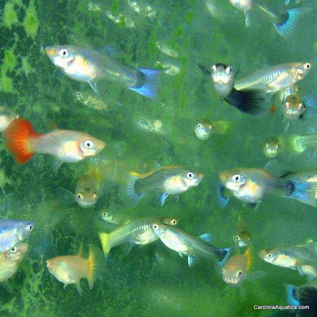 Guppy - Asst Female