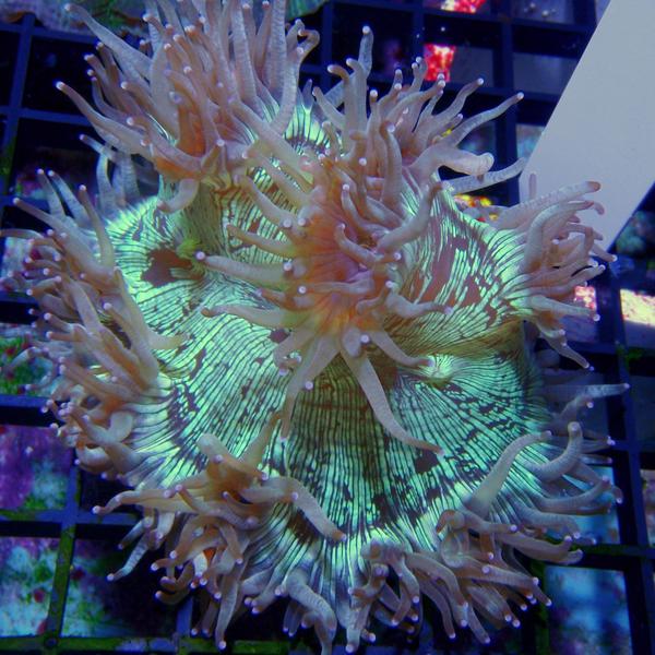 Australian - Elegance XL