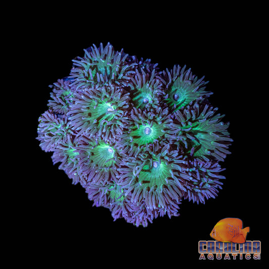 Australian - Duncan Polyp Neon