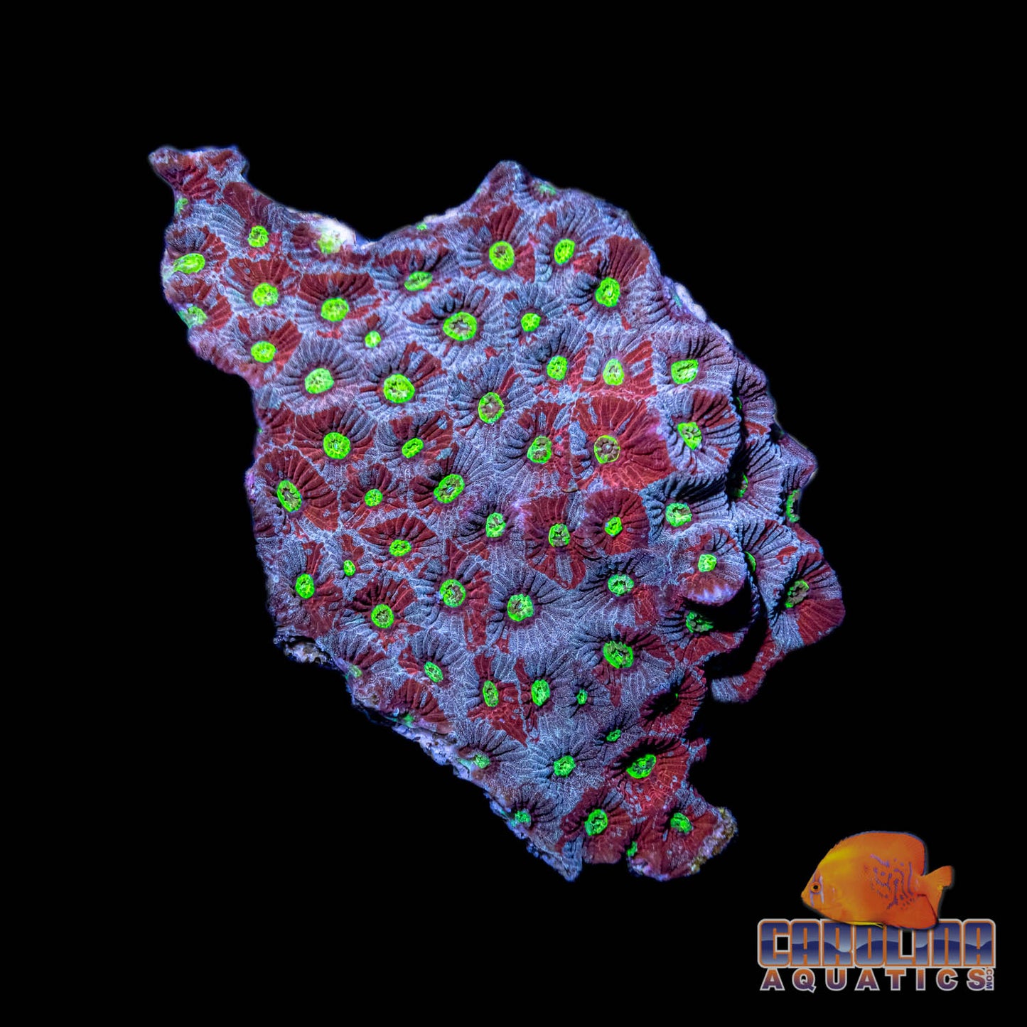 Australian - Favites War Coral Ultra Md