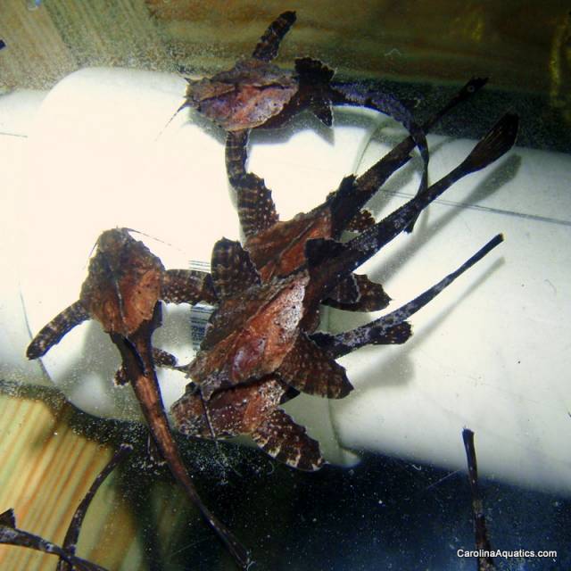 Catfish - Banjo