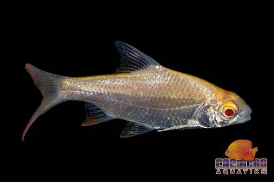 Barb - Tinfoil Redtail Albino 2in.