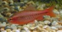 Barb - Cherry