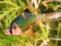 Barb - Tiger Green Med