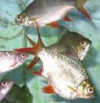 Barb - Tinfoil Redtail Lg 5-6in.