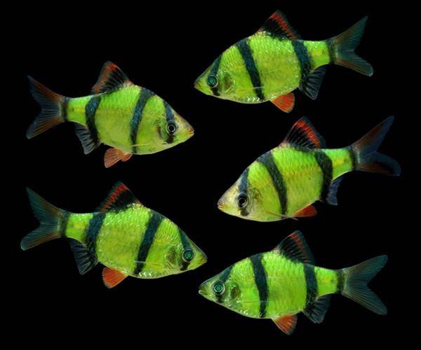 GloFish® - Barb Tiger Electric Green