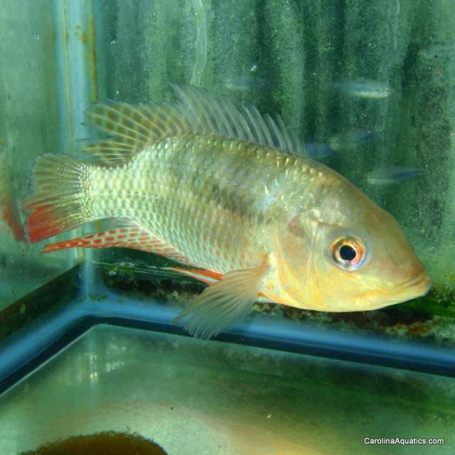 Cichlid - Basketmouth 3in