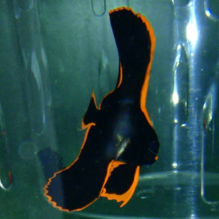 Batfish - Pinnatus Md/Lg