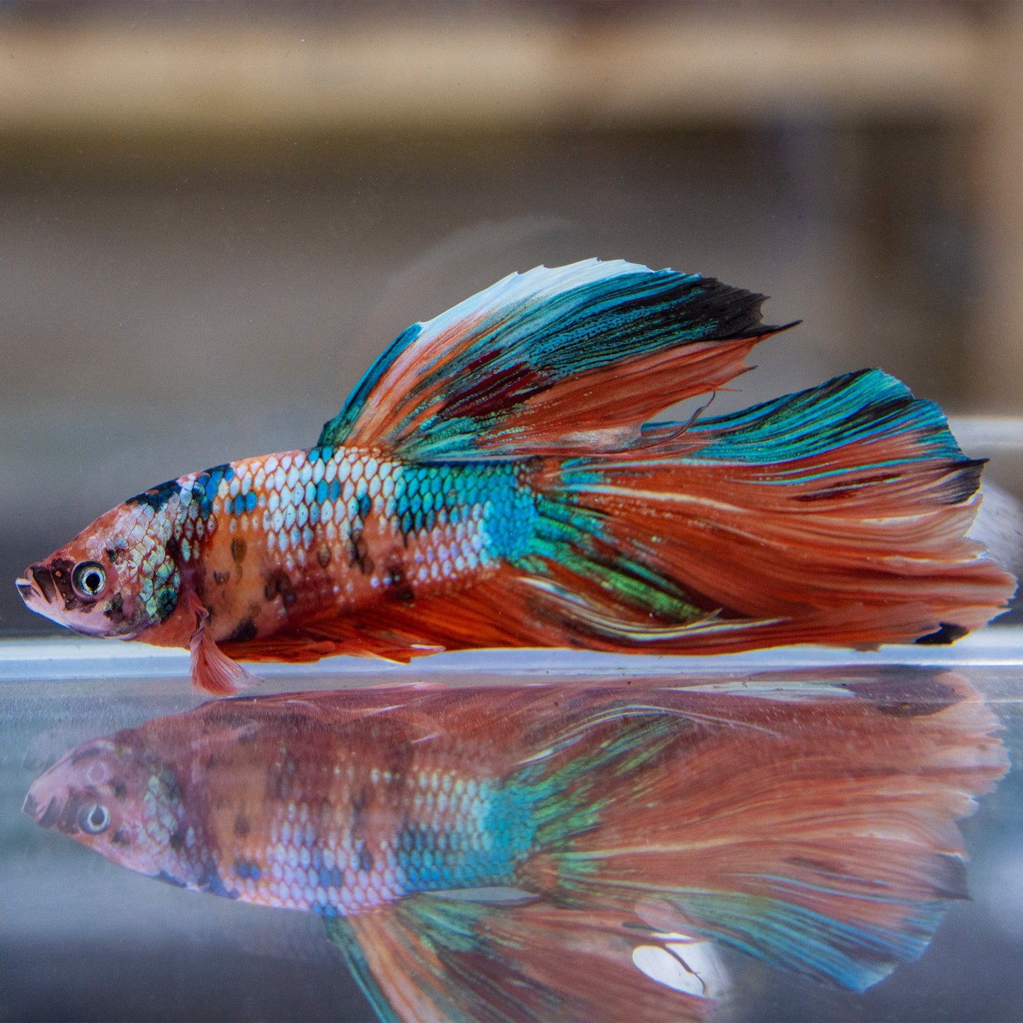 Betta - Giant Koi Halfmoon Male