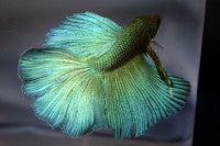 Betta - Super Delta