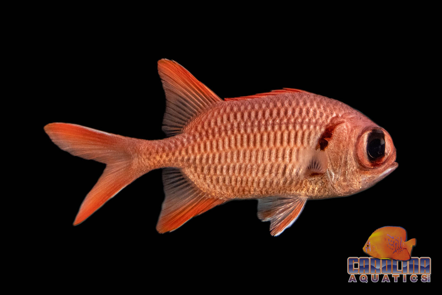 Soldierfish Black Bar