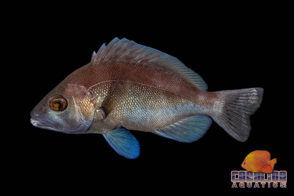 Grouper - Hamlet Black