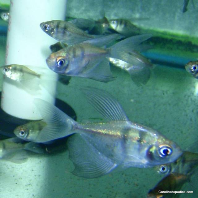 Tetra - Black Longfin