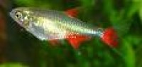 Tetra - Bloodfin