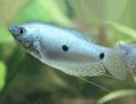 Gourami - Blue