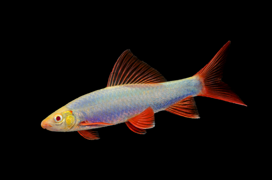 GloFish® - Shark Cosmic Blue