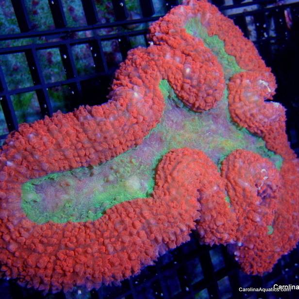 Australian - Lobo Red/Green Md
