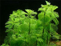 Cabomba Green (Cabomba Caroliniana)