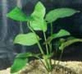 Anubias Barteri Round Leaf Potted